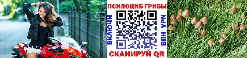 Псилоцибиновые грибы Cubensis  Михайлов 